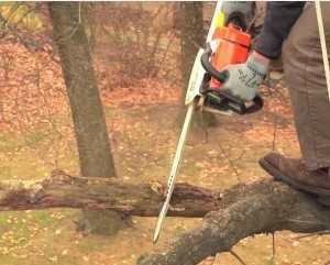 Tree pruning