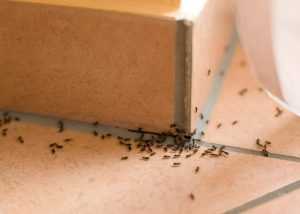 Ant Extermination in Utah