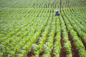 Tilling in the middle of the rice field