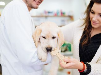 A puppy being cuddled when seeing the veterinarian
