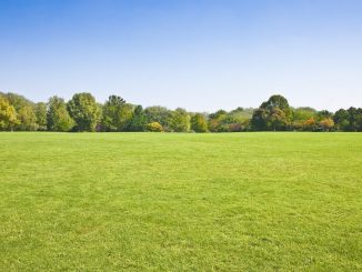 a spacious park