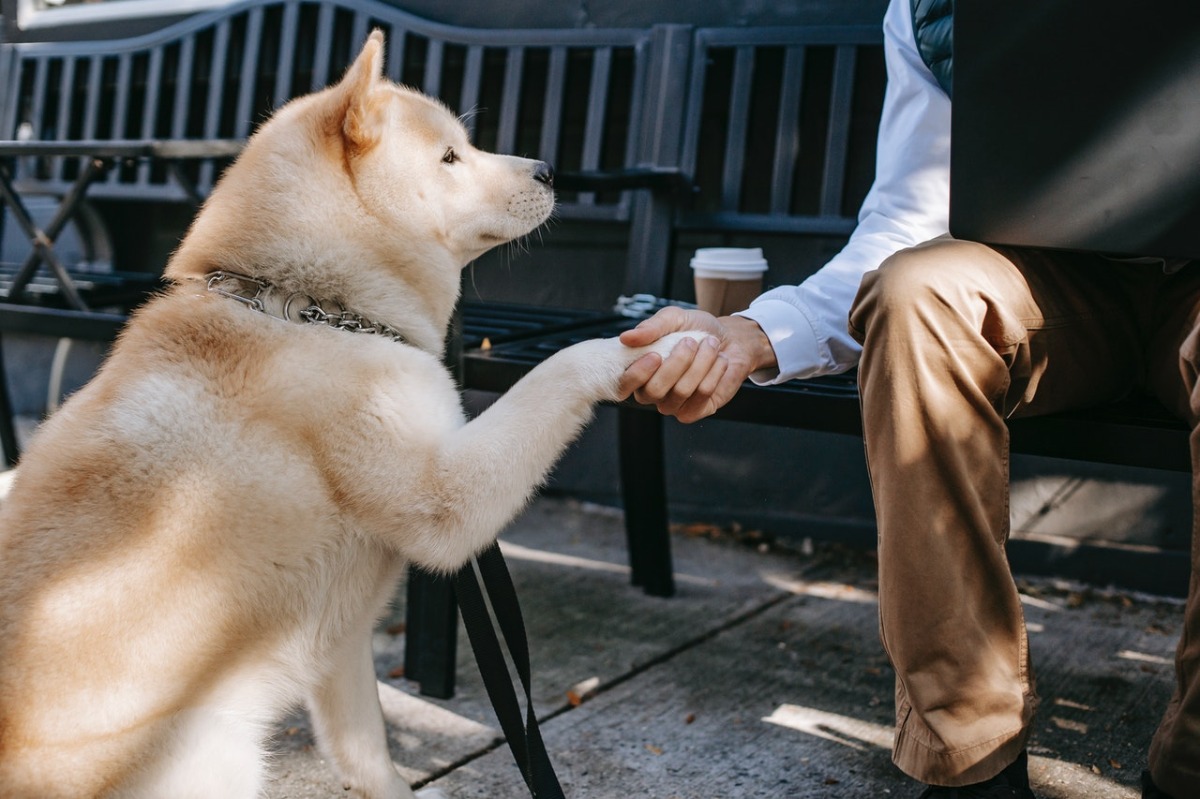 dog shaking hands with a man